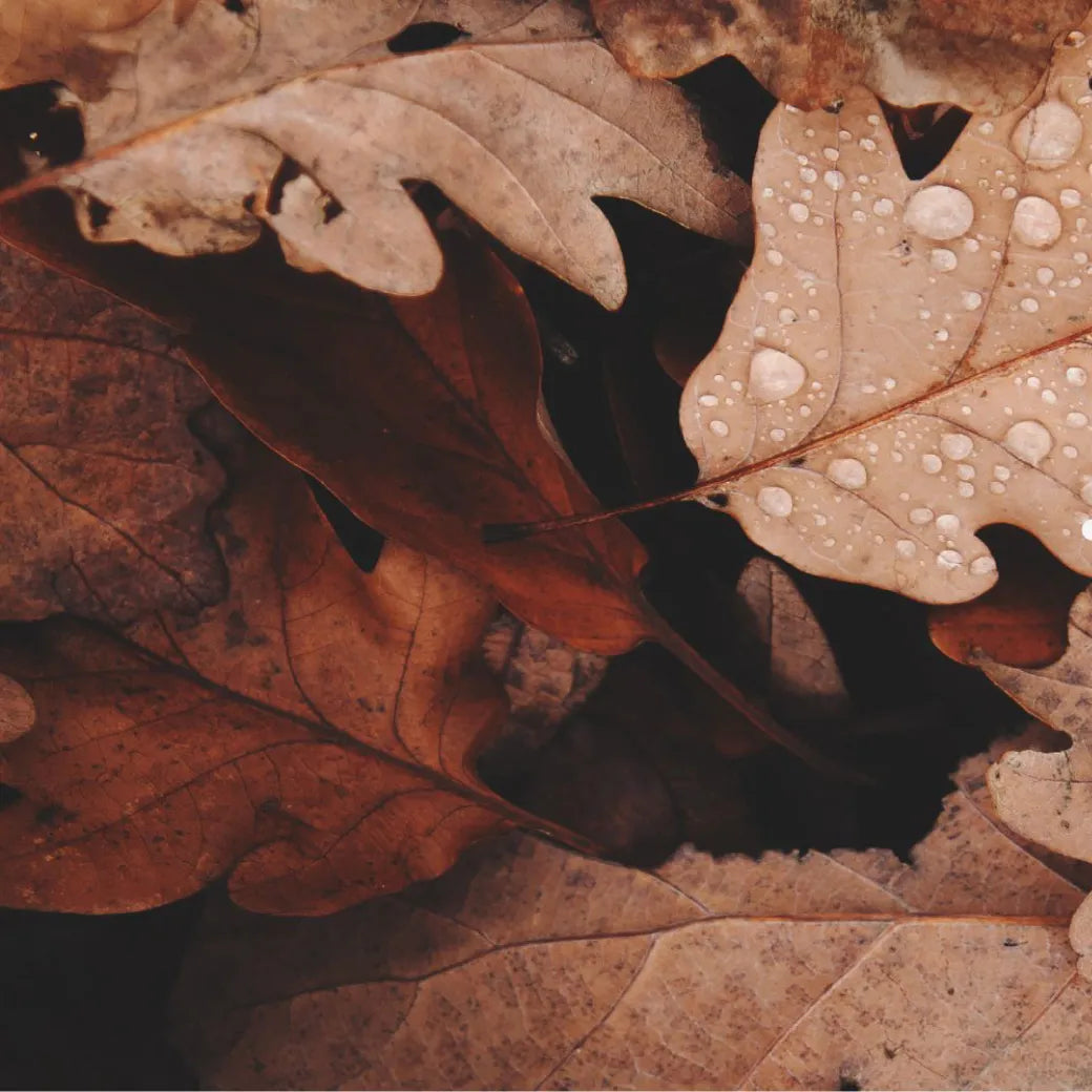 BROWN COLOR PALETTE