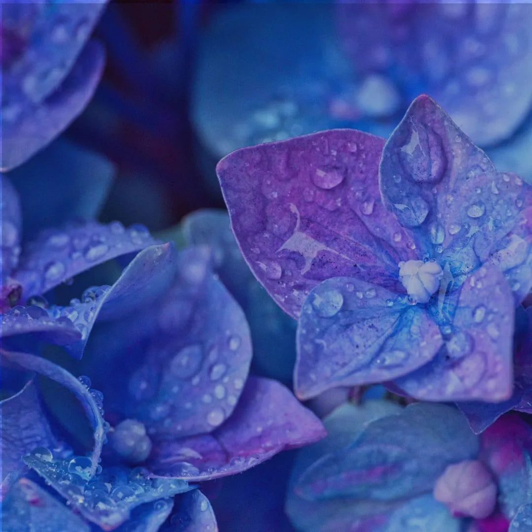 PURPLE COLOR PALETTE