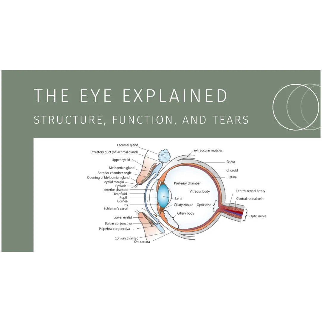 The Eye Explained: Structure, Function, and Tears – Matsukaze