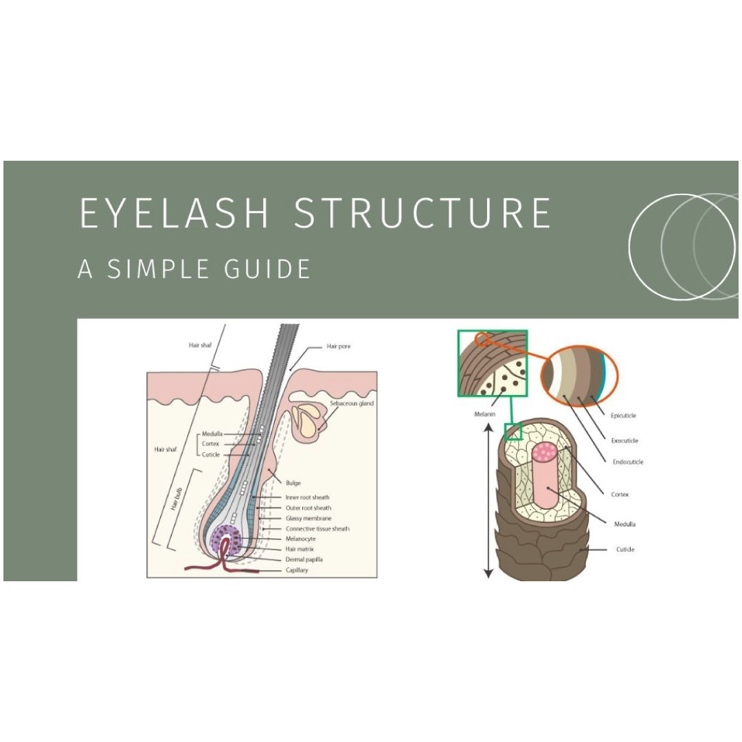 Understanding Eyelash Structure: A Simple Guide – Matsukaze